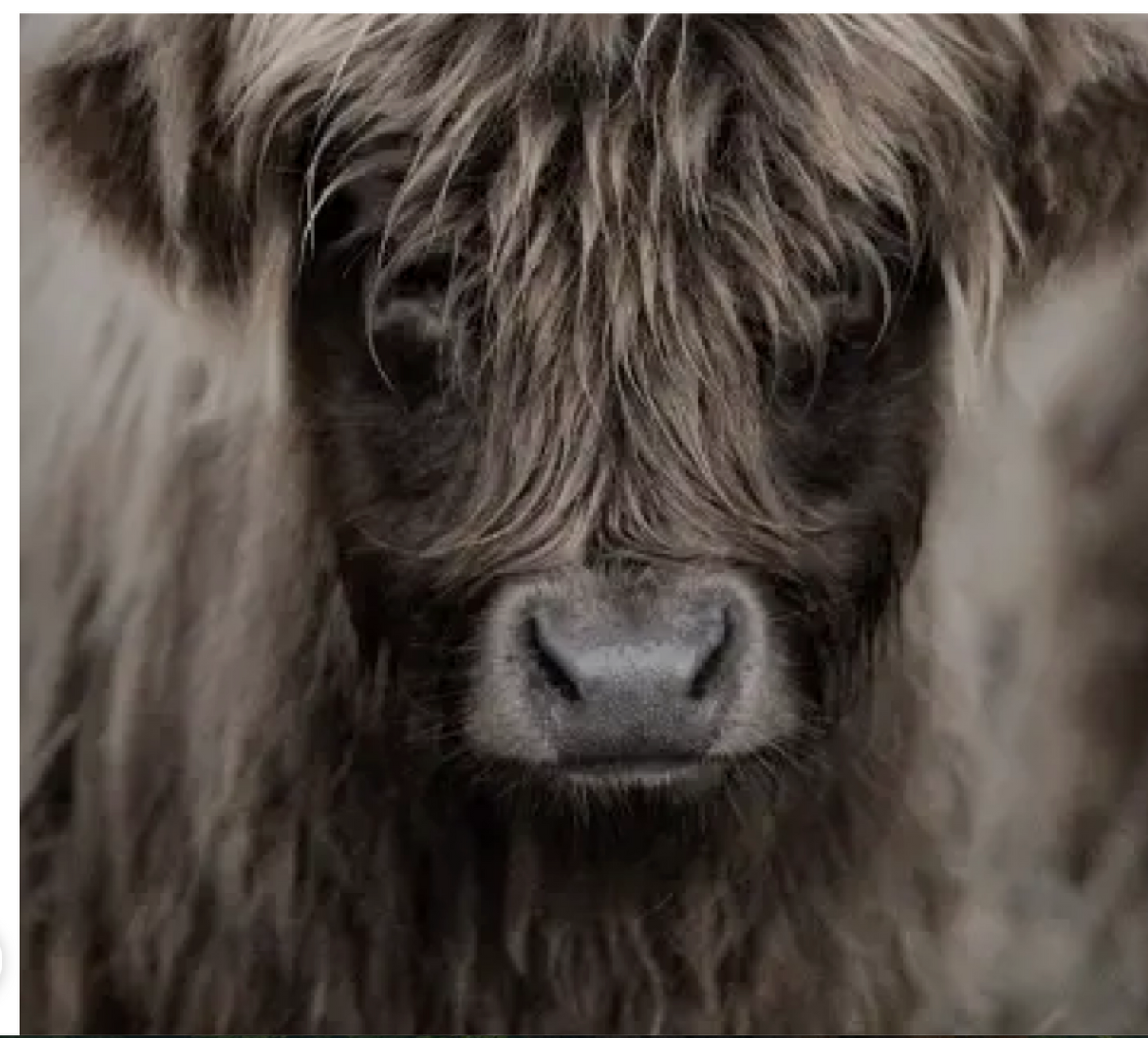 Wooden Decorative Sign Highlander Young