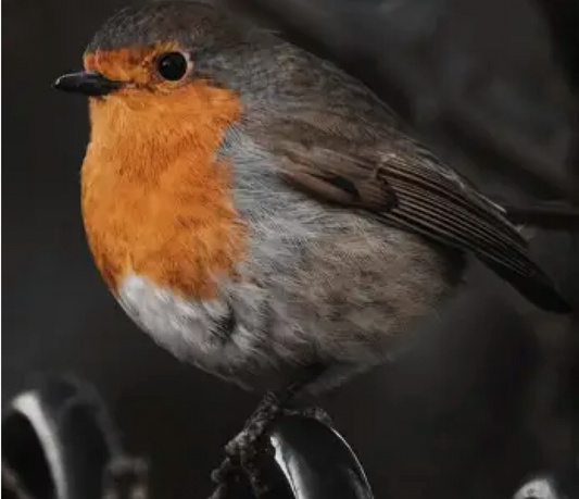 Wooden Decorative Sign Robin